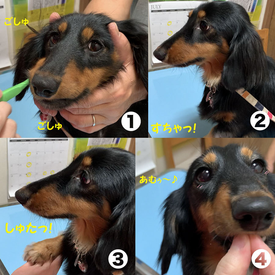 もん動物病院のホームページへようこそ
